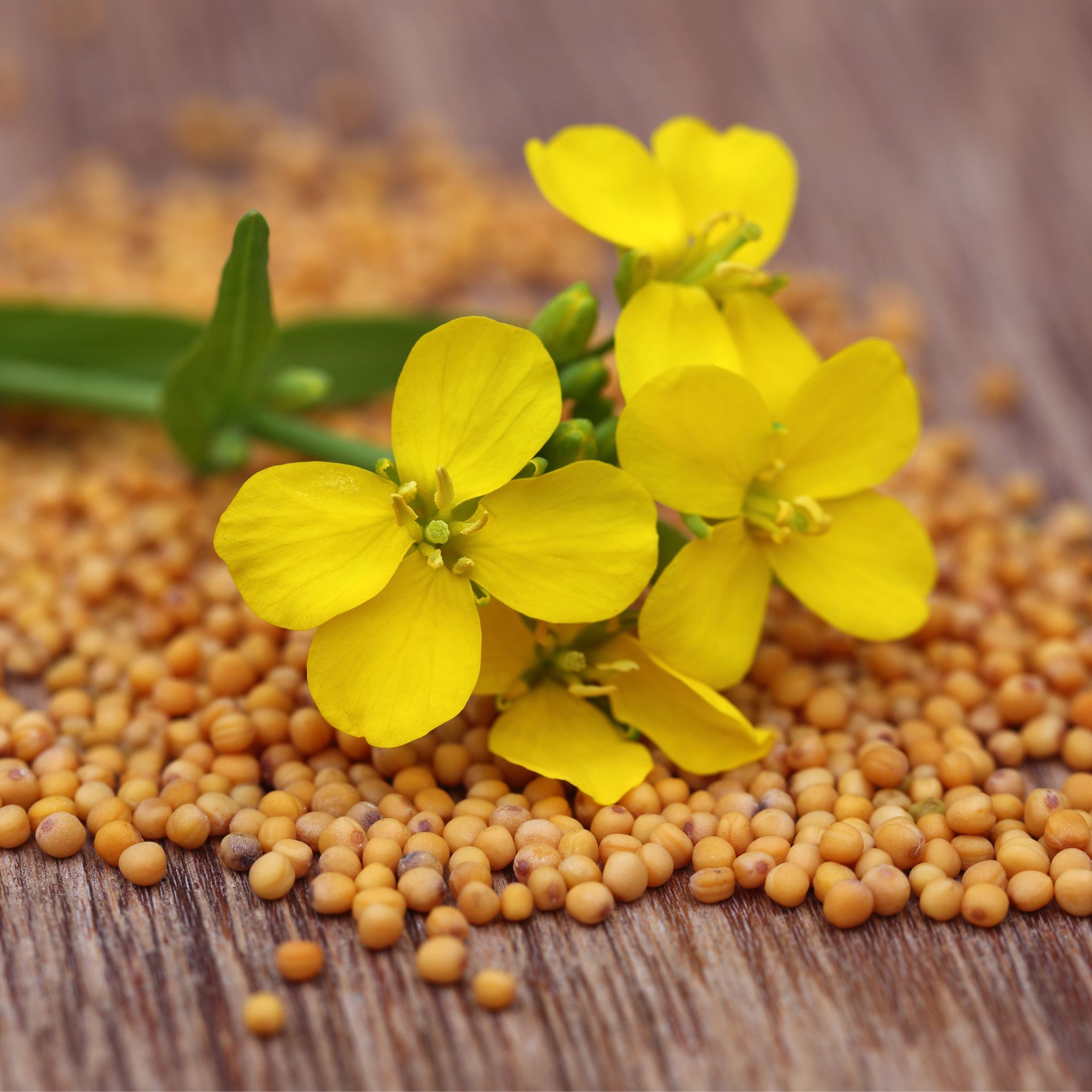 Some yellow mustard flowers and mustard seeds.